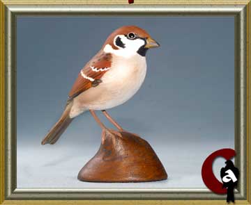House sparrow - Passer domesticus